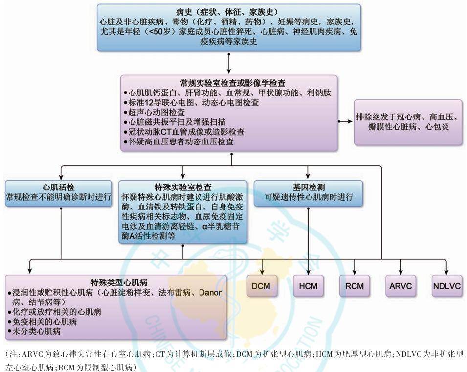 最新心衰指南全面解读与治疗策略详解