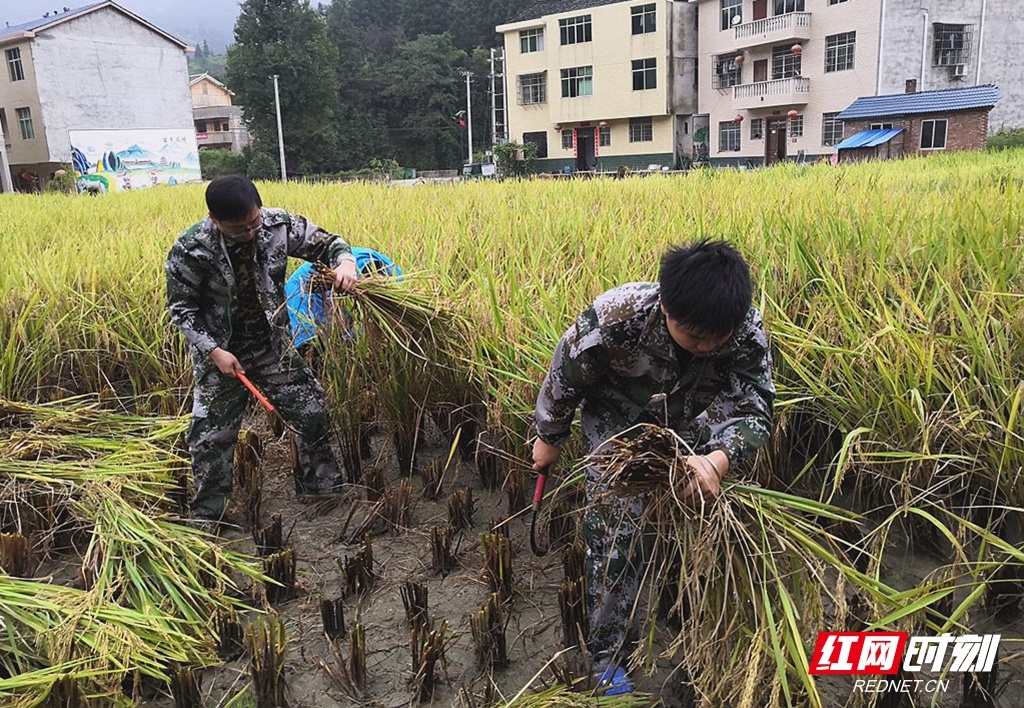 大高坪苗族乡领导团队引领地区繁荣发展新征程