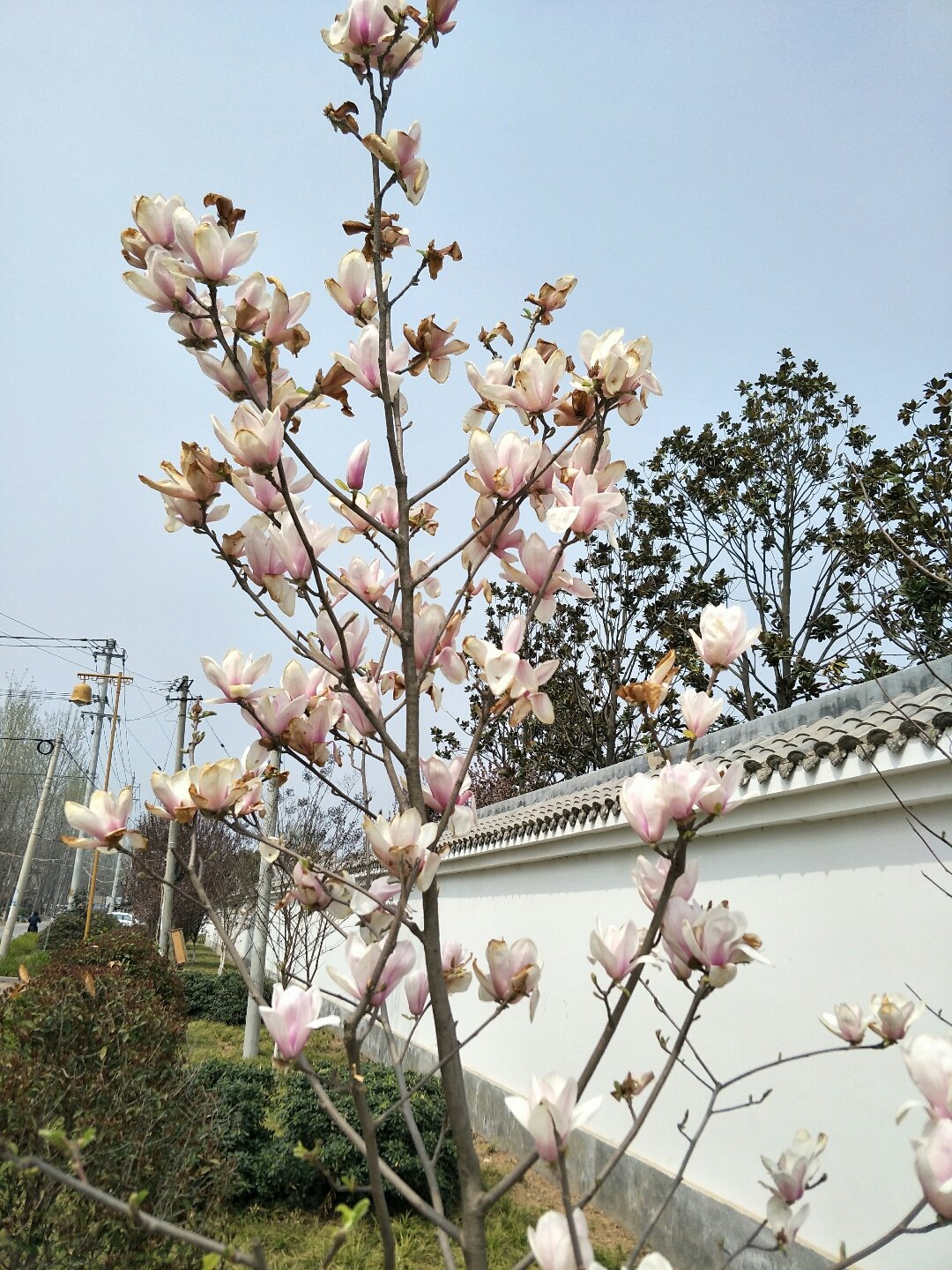 芦庙镇天气预报更新通知